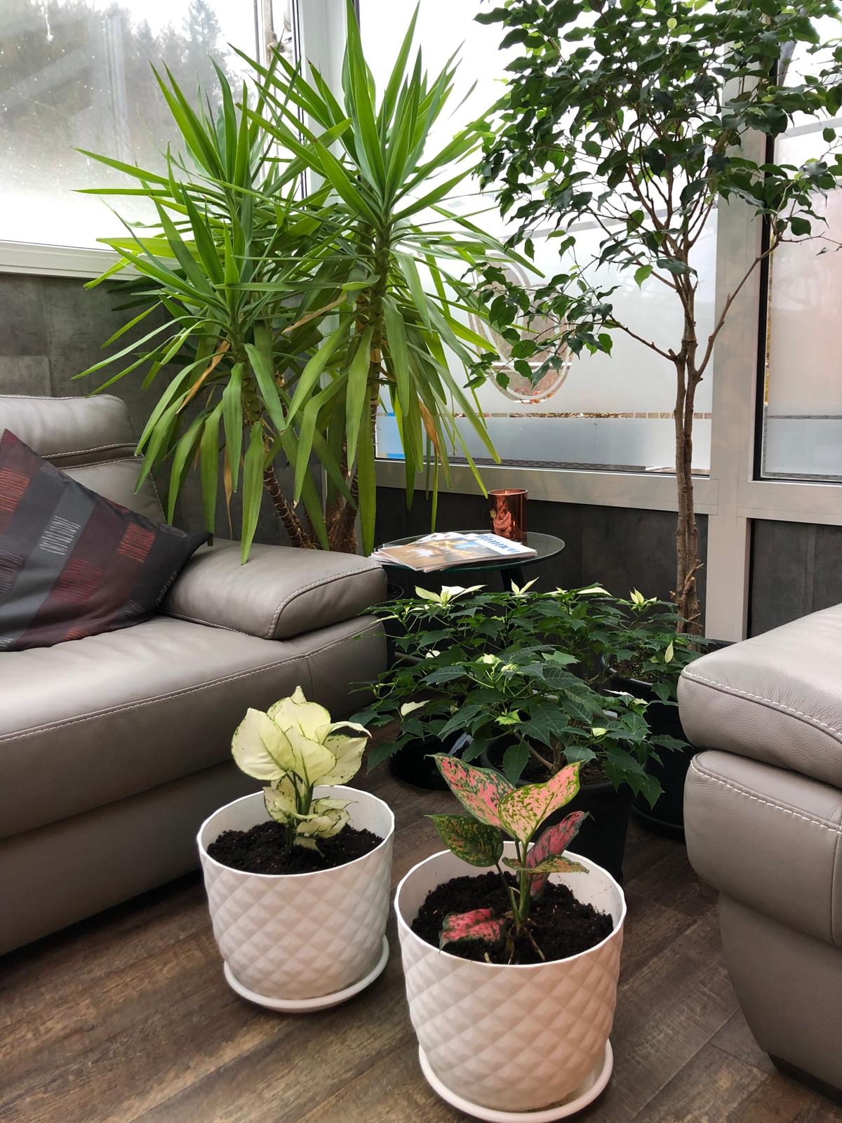 Cosy lounge with indoor plants